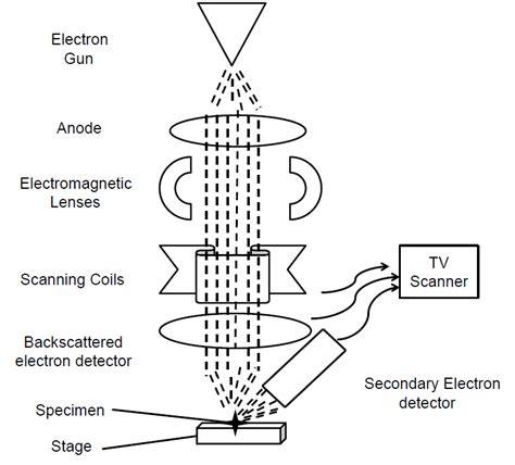 scanning electron microscope slideshare|Scanning electron microscopy .